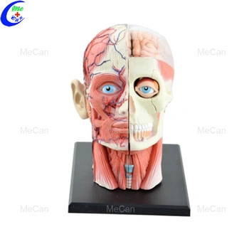 4D-модель для обучения анатомии головы человека